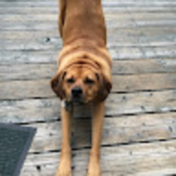 Meet your Posher, Allison - Picture 1 of 1